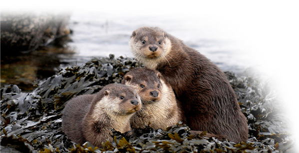 Otters