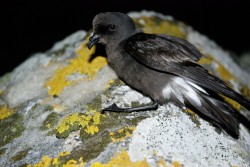 Storm Petrel. Photo by Brydon Thomason.