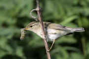 Arctic Warbler
