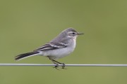 Citrine Wagtail