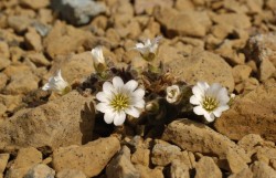 Edmonstons Chickweed