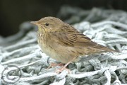 Lanceolated Warbler