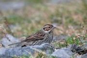 Little Bunting