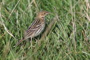 Pechora Pipit