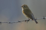 Red-flanked Bluetail