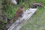 Veery