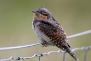 Wryneck