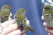 Yellow-browed Warblers