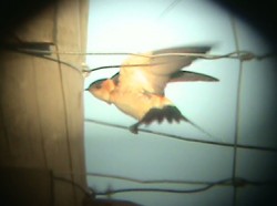 Red-rumped Swallow. Photo by Rory Tallack.