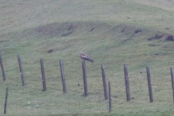 Red Kite. Photo by Rob Fray.