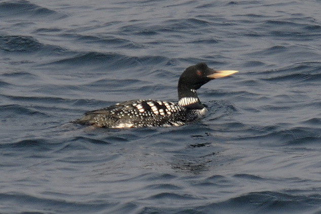 White Billed Diver