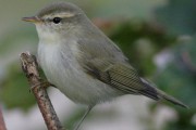 Greenish Warbler. Photo by Gary Bell. Greenish Warbler. Photo by Gary Bell.