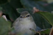 Greenish Warbler. Photo by Gary Bell. Greenish Warbler. Photo by Gary Bell.
