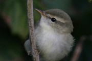 Greenish Warbler. Photo by Gary Bell. Greenish Warbler. Photo by Gary Bell.