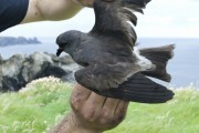 Leach's Storm-petrel.
