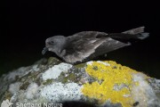 Leach's Storm-petrel.