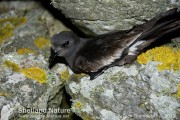 Leach's Storm-petrel.