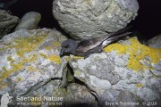 Leach's Storm-petrel.