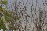 Paddyfield Warbler. Paddyfield Warbler.