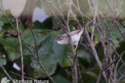 Paddyfield Warbler. Paddyfield Warbler.