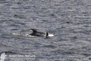 Risso's dolphins, Bluemul Sound, May 2010.