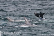 One of our groups encounters with Risso's this summer. Photo by Rob Fray.