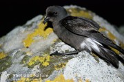 Storm petrel.