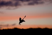 Great Skua silhouetted at dusk. Photo by David Tipling. Great Skua silhouetted at dusk. Photo by David Tipling.