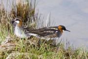 Red-necked Phalarope female & male. Photo by David Tipling. Red-necked Phalarope female & male. Photo by David Tipling.