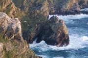 Cliffs and Gannet colony at Hermaness. Photo by David Tipling. Cliffs and Gannet colony at Hermaness. Photo by David Tipling.