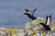 Black Guilemots. Photo by David Tipling. Black Guilemots. Photo by David Tipling.