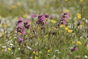 Wildflower meadow including Red Campion. Photo by David Tipling. Wildflower meadow including Red Campion. Photo by David Tipling.