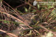 Lanceolated warbler. Photo by Robbie Brookes.