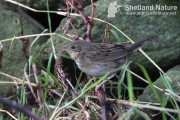 Lanceolated warbler. Photo by Robbie Brookes.