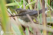 Pallas's Grasshopper Warbler. Photo by Brydon Thomason.
