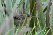 Pallas's Grasshopper Warbler. Photo by Brydon Thomason.
