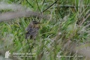 Pallas's Grasshopper Warbler. Photo by Brydon Thomason.