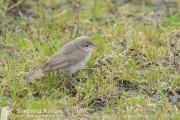 Sykes's Warbler. Photo by Brydon Thomason.