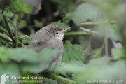 Sykes's Warbler. Photo by Brydon Thomason.