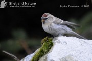 Coue’s Arctic Redpoll. Photo by Brydon Thomason.