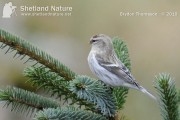 Coue’s Arctic Redpoll. Photo by Brydon Thomason.