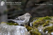 Coue’s Arctic Redpoll. Photo by Brydon Thomason.