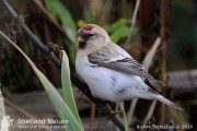 Hornemann’s Redpoll, Unst, October 2010. Photo by Brydon Thomason.