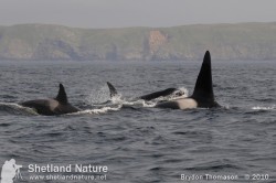 Killer whale pod off Woodwick.
