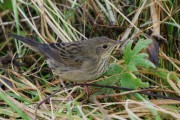 Lanceolated Warbler, Skaw, Unst. 7th October 2010. Photo by Mike Pennington.
