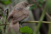 Sykes’s Warbler, Fetlar, 6th October 2010.