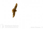 Rough-legged buzzard, January 2011. Photo by Brydon Thomason.