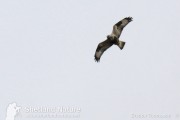 Rough-legged buzzard, January 2011. Photo by Brydon Thomason.