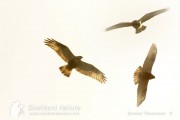 Rough-legged buzzard, montage, January 2011. Photos by Brydon Thomason.