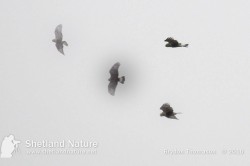 Rough-legged Buzzard, montage, December 29th 2010.